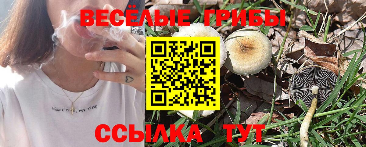 Галлюциногенные грибы Psilocybine cubensis  Гусев 