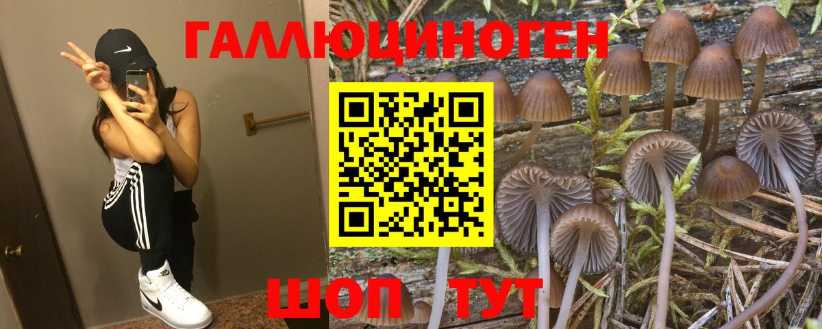 Псилоцибиновые грибы мицелий Гусев