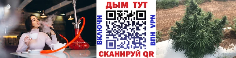 Конопля сатива  Гусев 